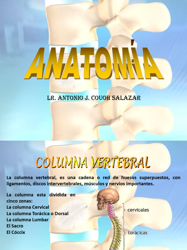 Anatomía de la Columna Vertebral | PDF | La columna vertebral | Vértebra