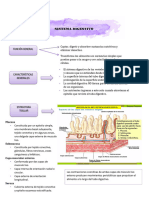 Sist. Digestivo Resumen PDF