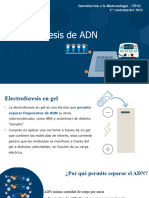 TP 02 Electroforesis de ADN 2023