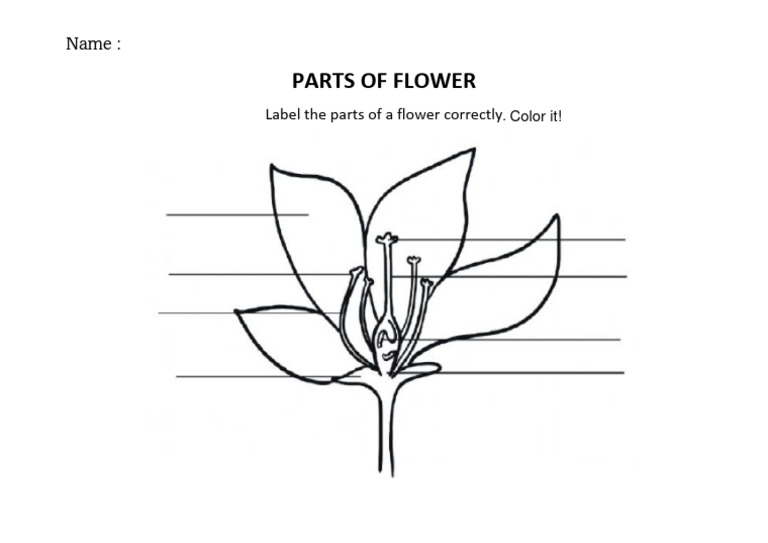 Flower Parts Labeling Guide | PDF