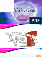 EmbriologÃ A Urogenital y Mamaria