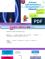 4to Biologia-Diferenciado ppt-3 Sistesma-Renal