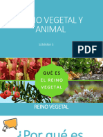 S3 - Reino Vegetal y Animal