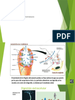 Digestion Animal en Invertebrados