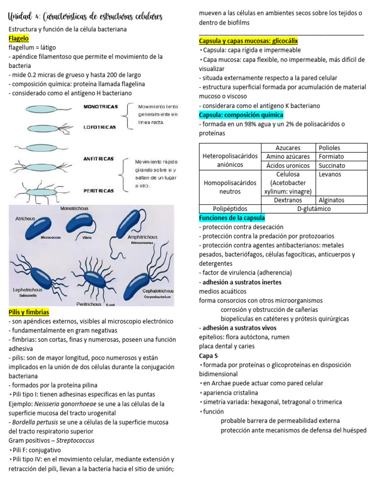Estructura y función de la célula bacteriana | PDF | Algas | Las bacterias