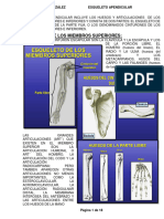 04 Esqueleto Apendicular