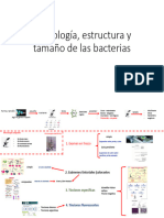 Estructura y Tamaño de Las Bacterias