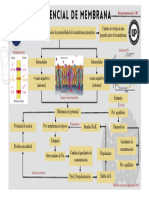 Ciclo de Potencial de Membrana