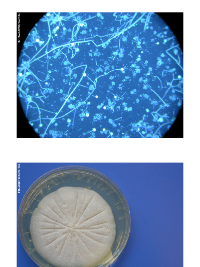 Pathogen Images | PDF