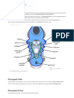 The Pharyngeal Arches - Clefts - Pouches - Embryology - TeachMeAnatomy