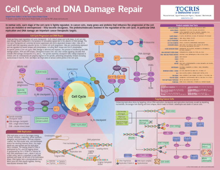 Cell Cycle Regulation and DNA Repair | PDF | Dna Replication | Cell Cycle