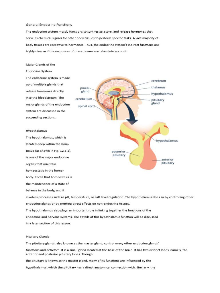 General Endocrine Functions | PDF | Pituitary Gland | Hypothalamus