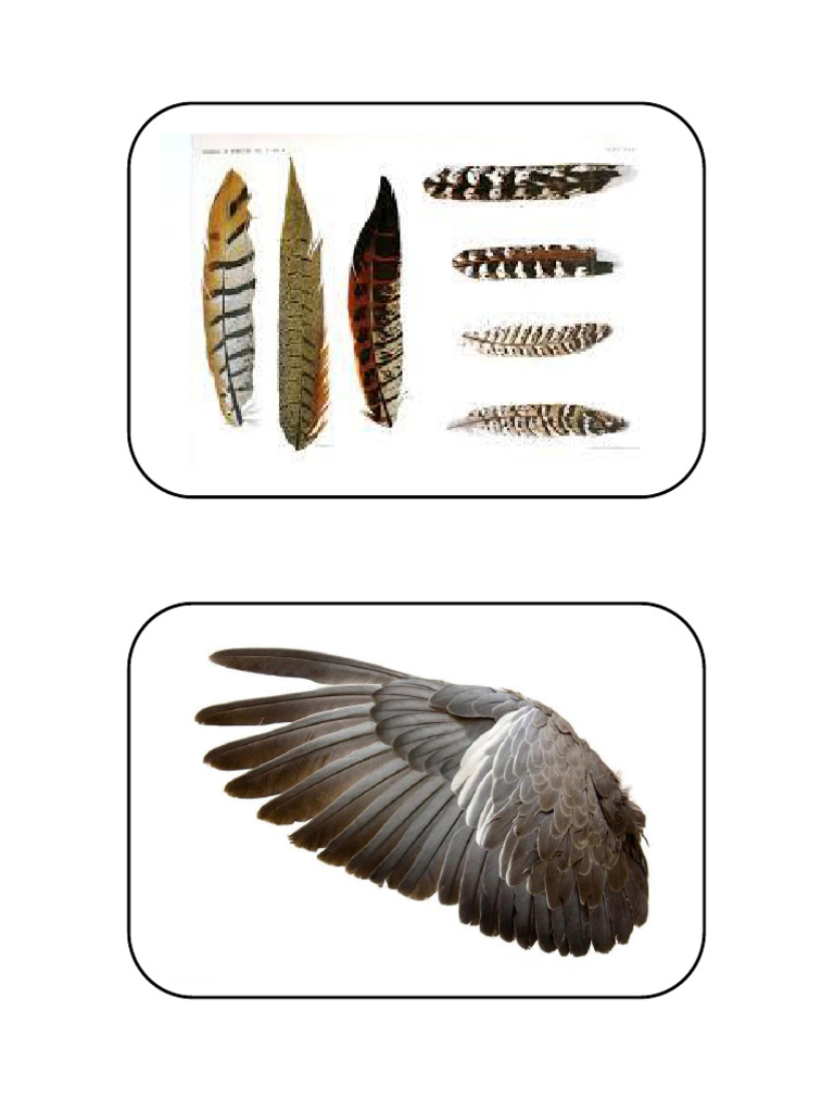 Animals' Features | PDF