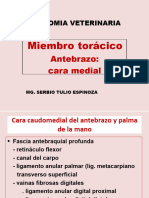 Miembro Torácico: Anatomia Veterinaria