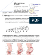 La Reproducción Humana La Fecundación