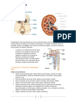 Citología Del Parato Urinario