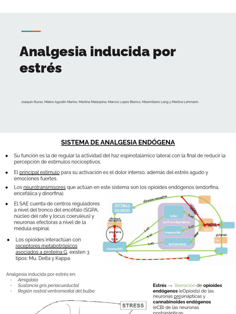 Analgesia Endógena y Estrés | PDF | Serotonina | Sinapsis