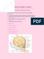 Anatomia de Cabeza y Cuello