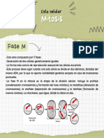 Ciclo Celular - Mitosis