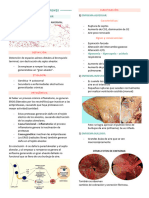 Anato Pato C2 P2 - Respiratorio