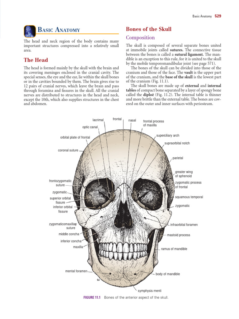 Anatomy of Skull and Facial Bones | PDF | Skull | Human Nose