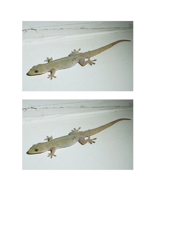 Lizard | PDF
