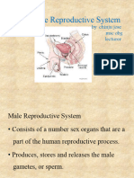 Male Reproductive System