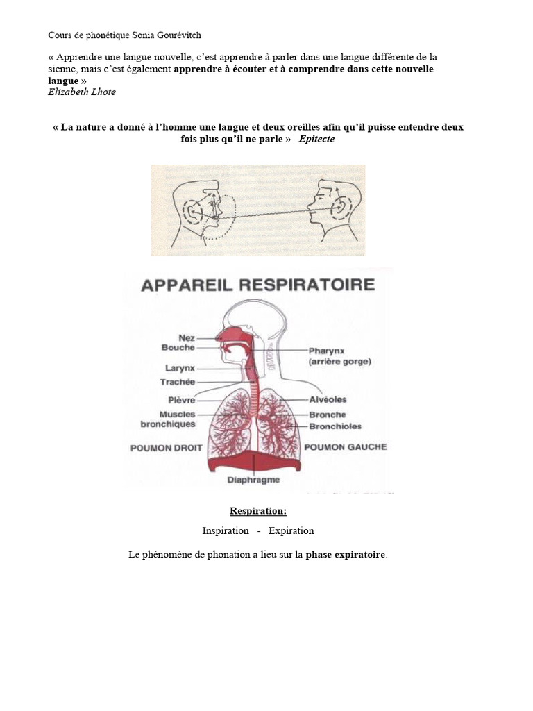 Phonétique : Cavité pharyngale et Articulation | PDF | Tête et cou chez ...