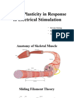 Muscle Plasticity in Response To Electrical Stimulation