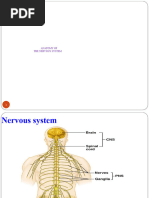 Nervous Anatomy Updated (PC)