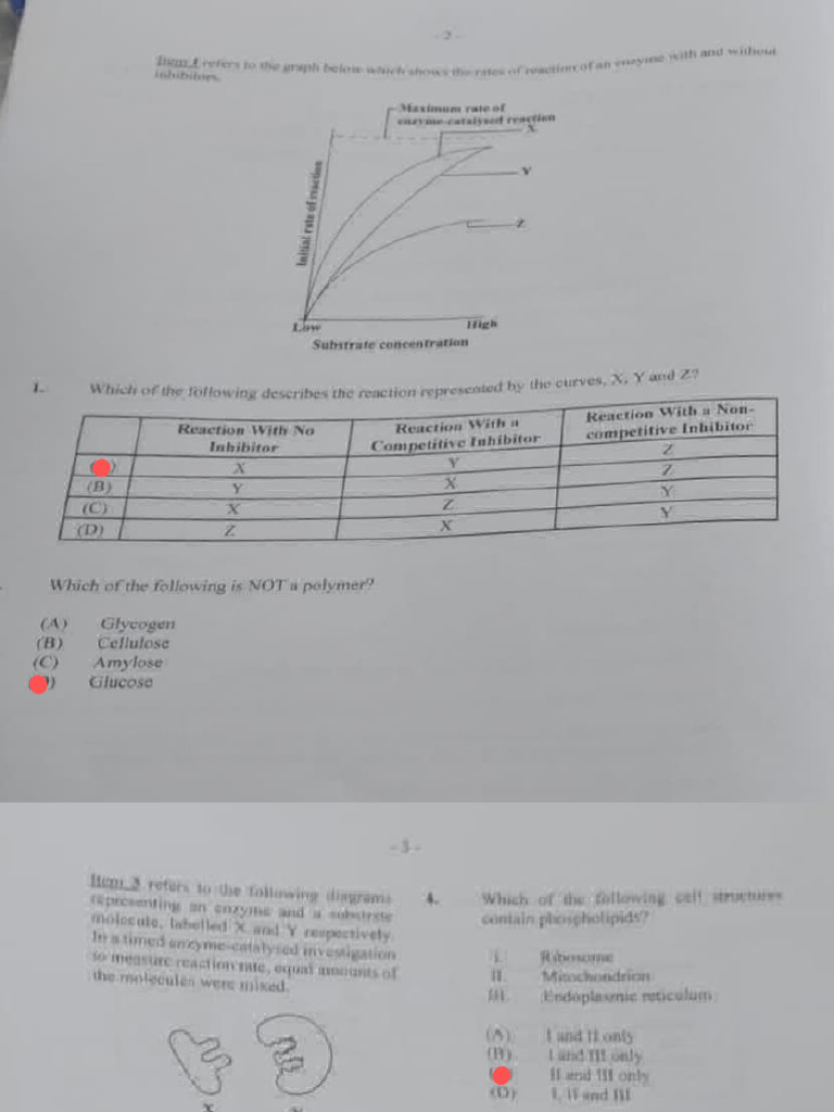 2023 Bio Solution P1 Pdf Fertilisation Cell Biology