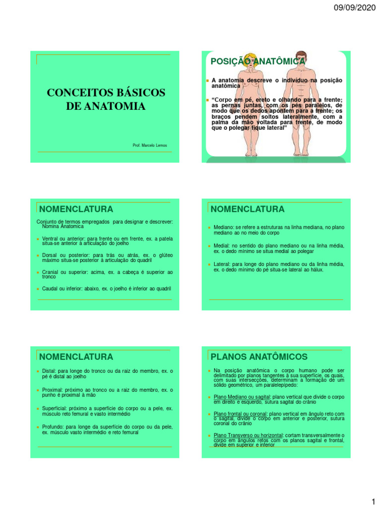 1 Conceitos Básicos De Anatomia Pdf Anatomia Movimentos Anatômicos