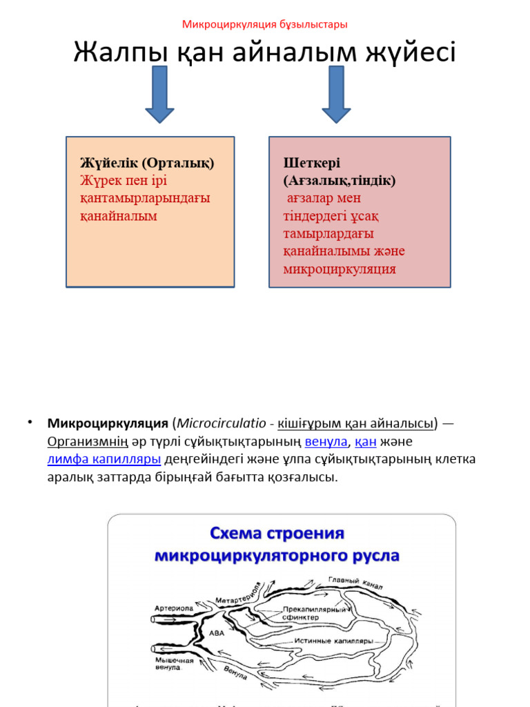 Орыс порносы сүйкімді ресейлік студентпен танысып, оны жыныстық қатынасқа түсуге көндірді