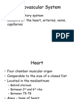 Anatomy of The Cardiovascular System