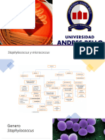 Staphylococcus y Micrococcus