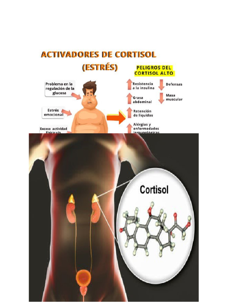 Imagenes Cortisol | PDF
