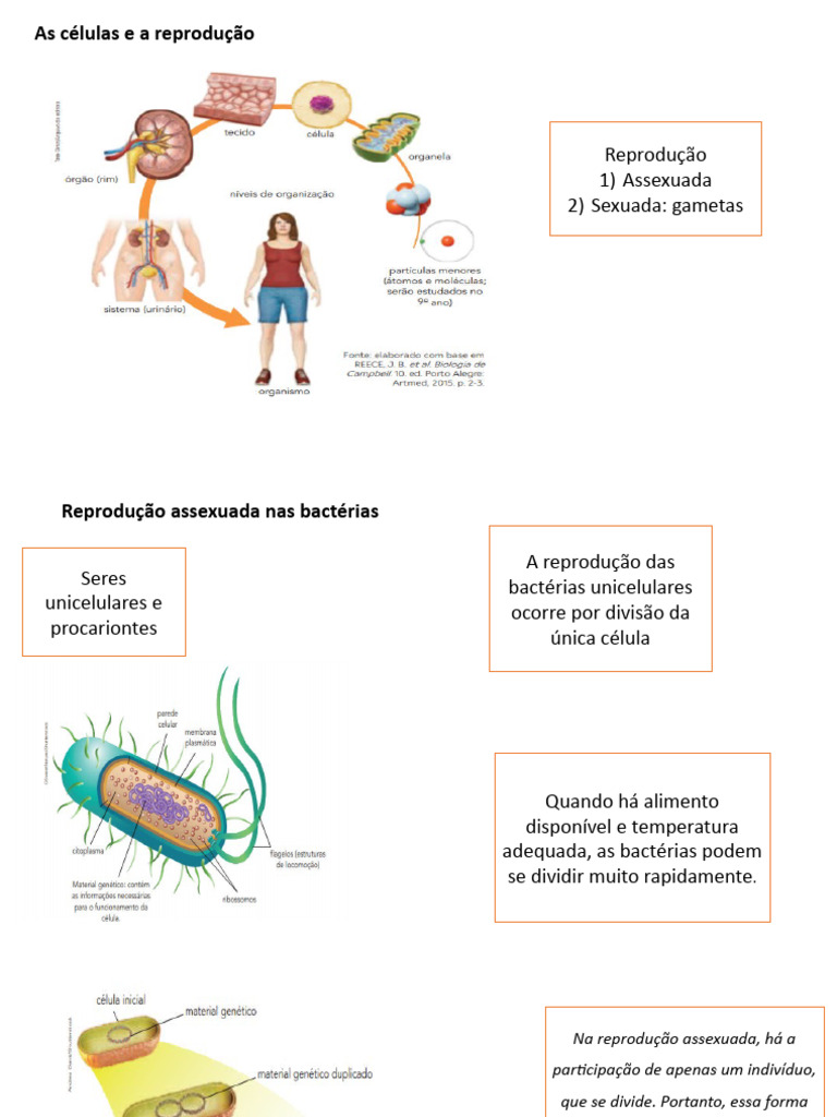 Tipos de Reprodução Reprodução Assexuada | PDF | Reprodução | Bactérias