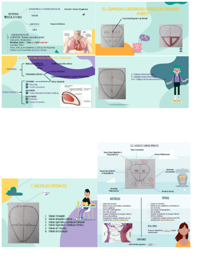Anatomia 4 Pdf