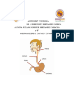 Estomago y Esofago