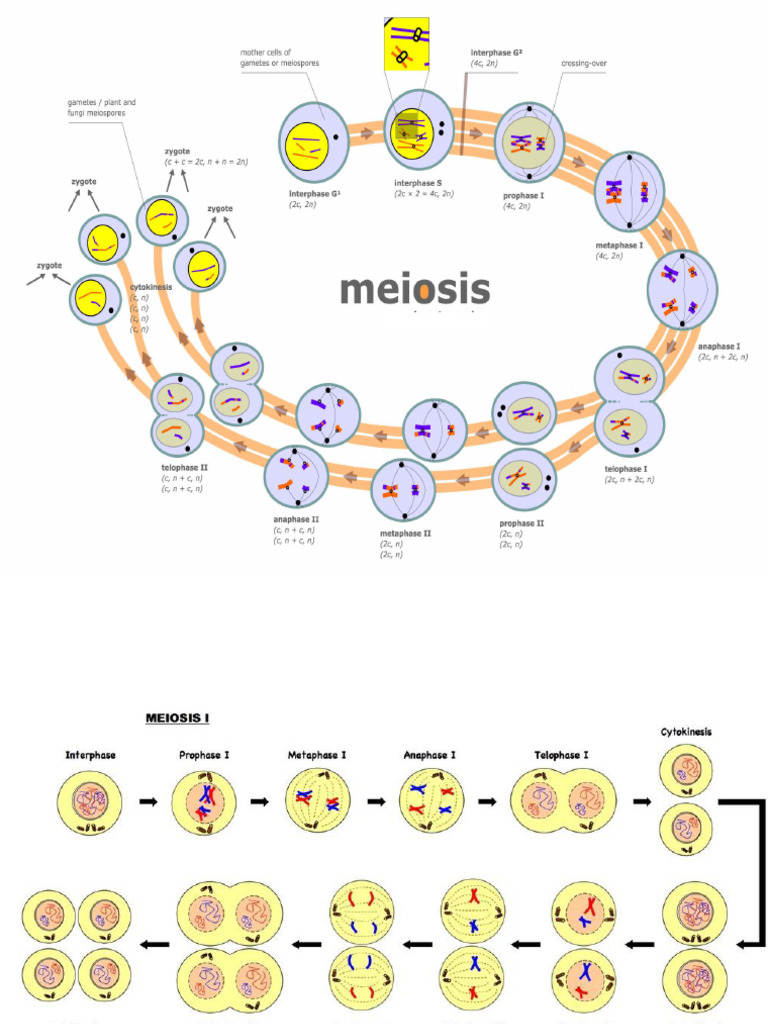 MEIOSIS Y GAMETOGENESIS | PDF | Mitosis | Interacciones biológicas