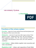 Chap 14 Urinary System