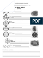 Divisão Celular Revisão