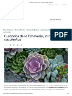 7 Cuidados de La Echeveria