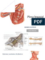 Plexo Braquial - Lesiones
