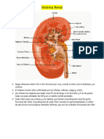 Sistema Renal