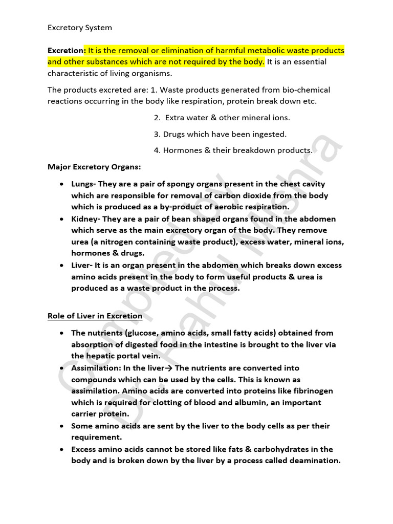 Ch-13 Excretion in Humans | PDF | Kidney | Urinary System