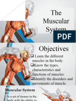 Muscular System2