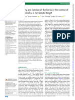 Anatomy and Function of The Fornix in The Context of Its Potential As A