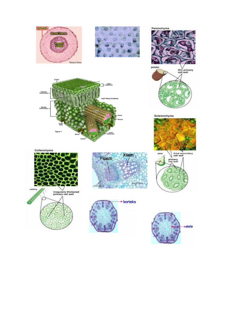 Gambar Biologi Jaringan Tumbuhan | PDF