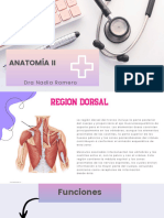 ANATOMÍA II Torax.-2